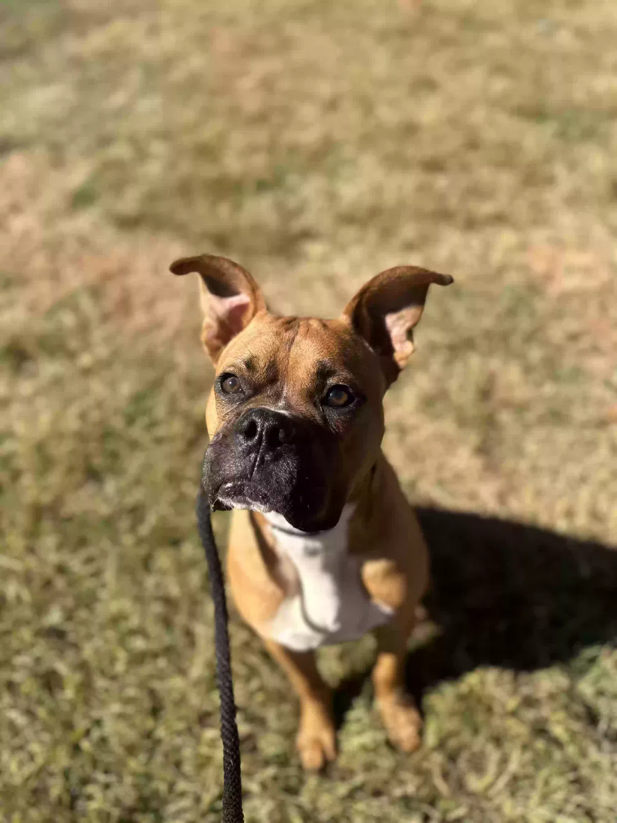 Lost dog in Travelers Rest, SC, 29690