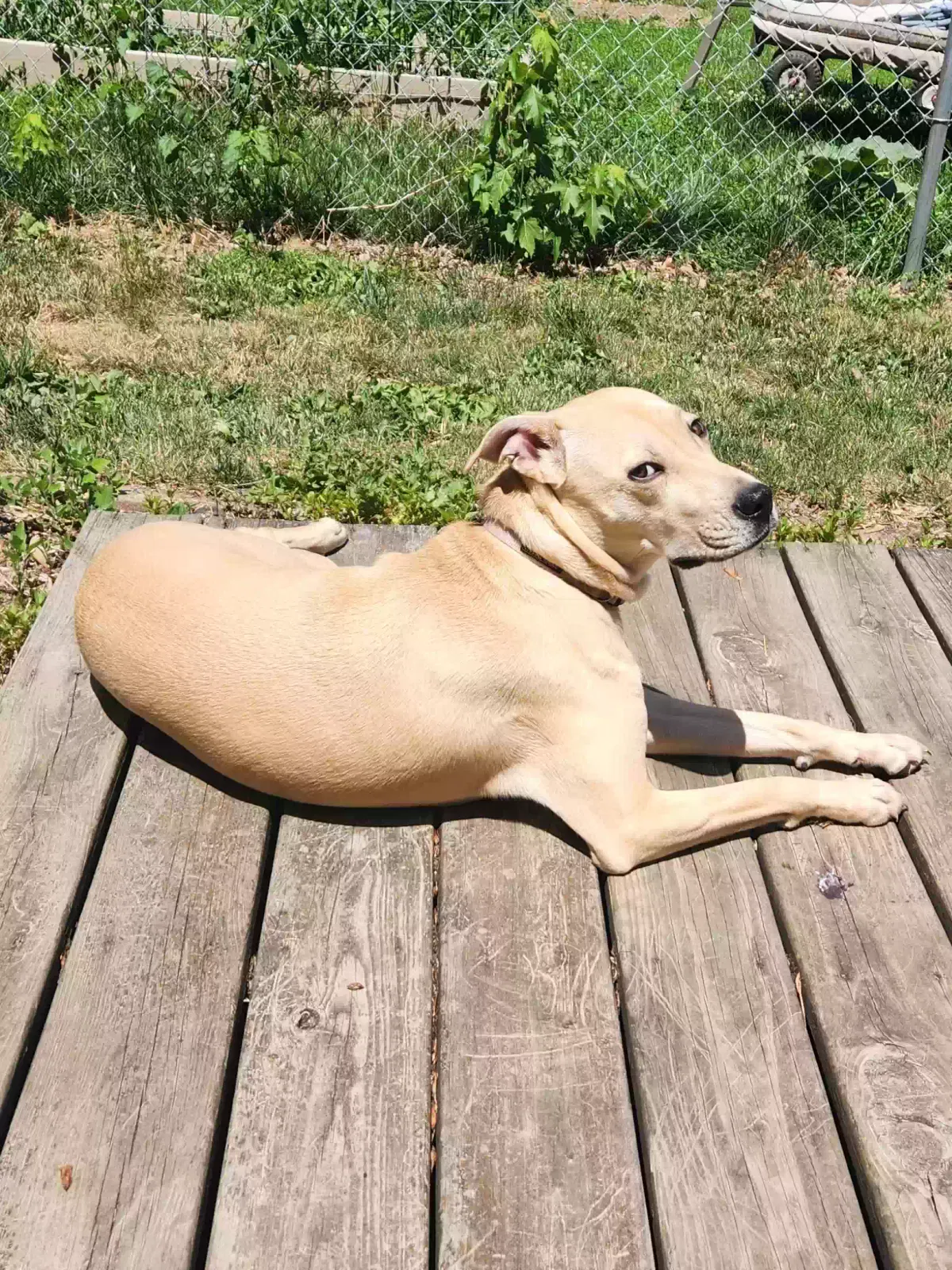 Lost dog in Nevada, IA, 50201