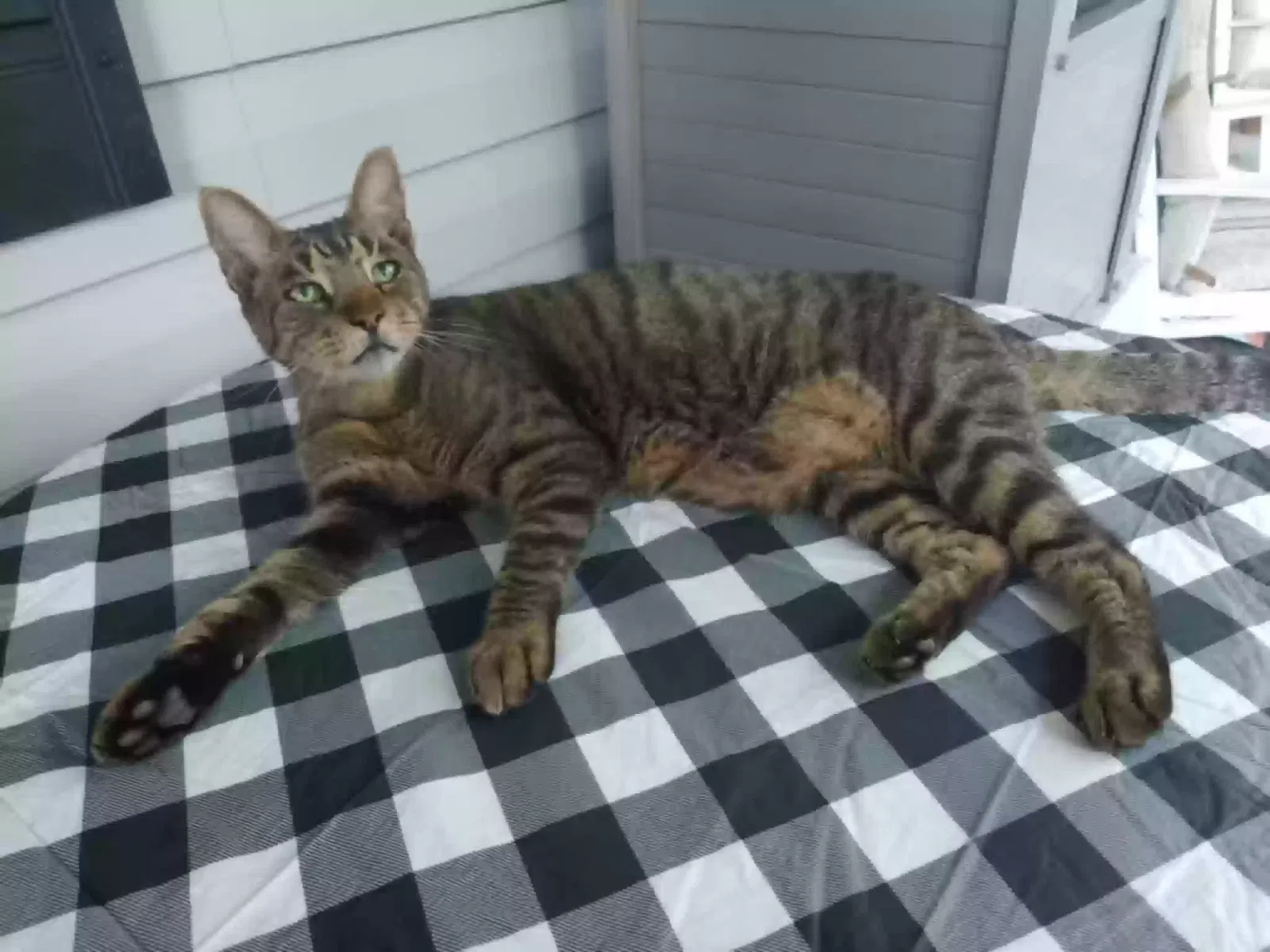 Lost cat in Ocala, FL, 34480
