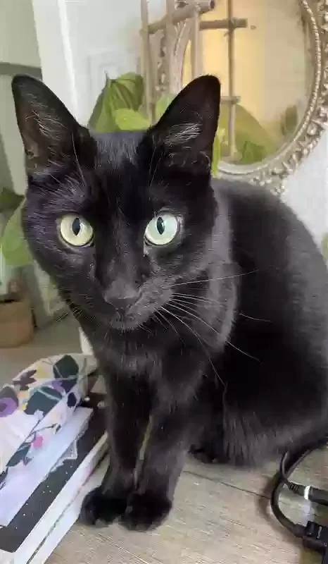 Lost cat in Broomfield, CO, 80023