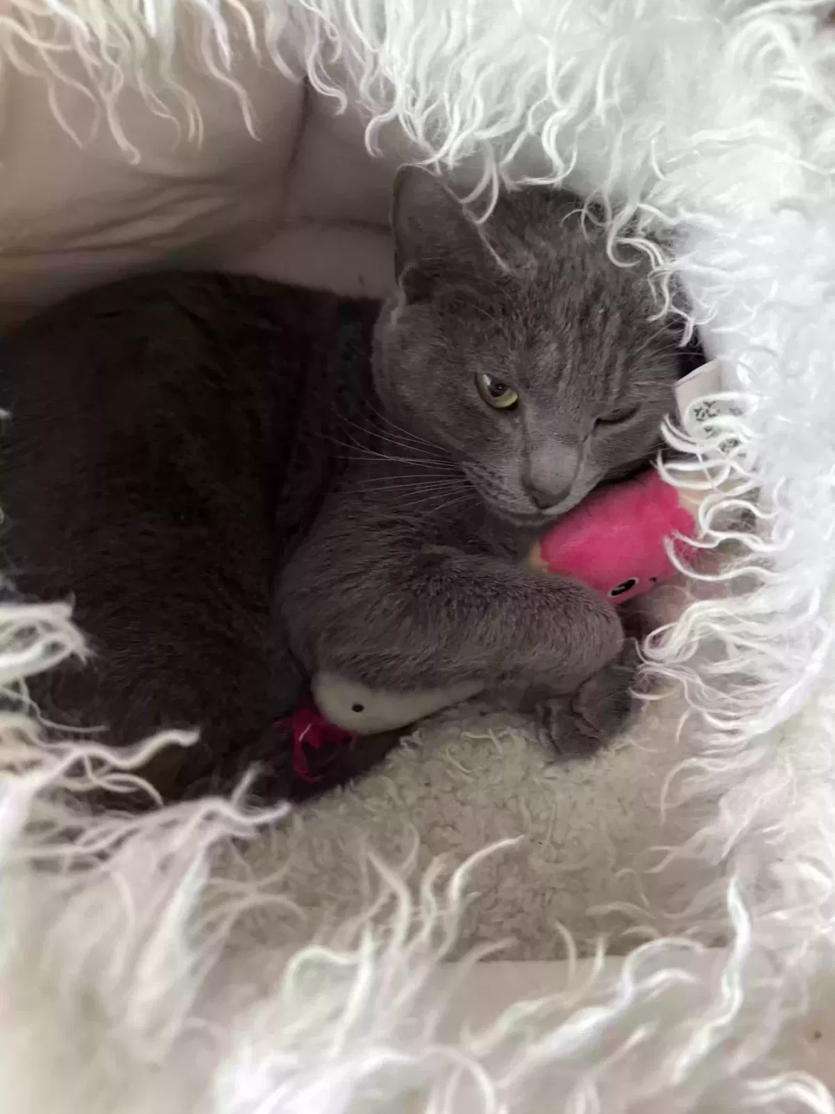 Lost cat in Richmond, VA, 23221