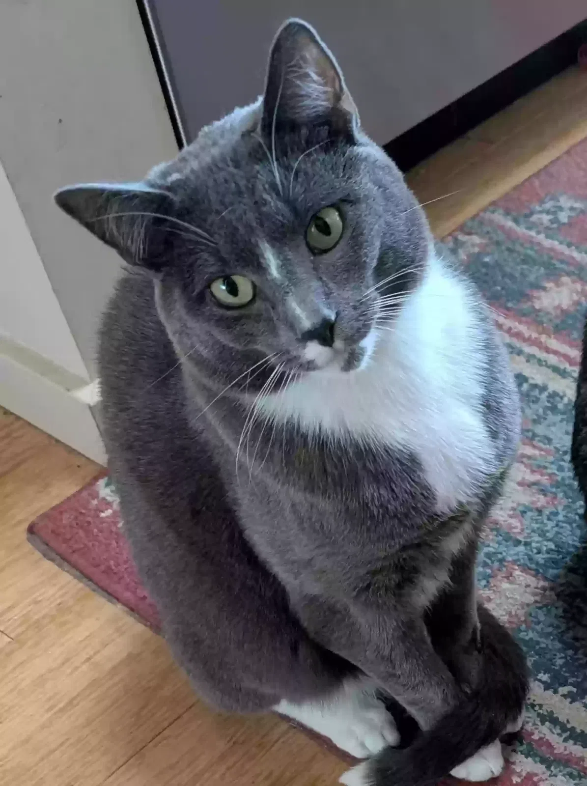 Lost cat in Santa Fe, NM, 87508
