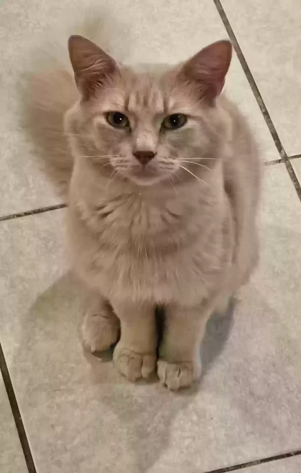 Lost cat in Memphis, TN, 38141