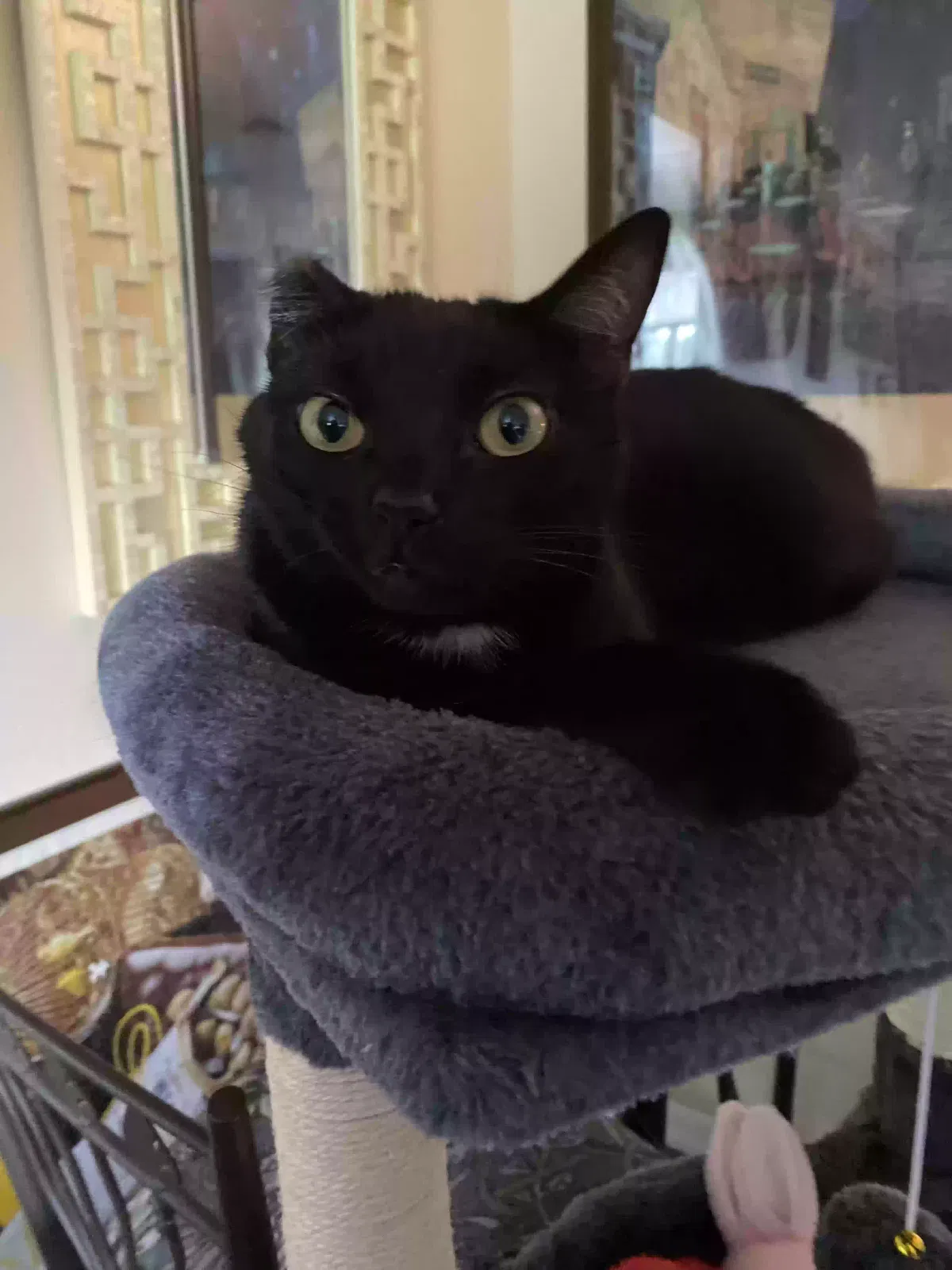 Lost cat in Lakeland, FL, 33815