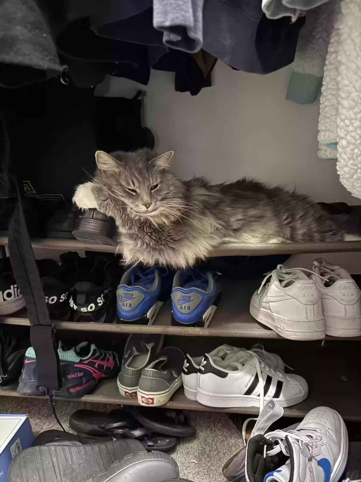 Lost cat in Louisville, KY, 40229