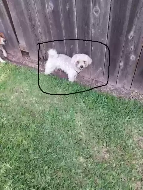 Found Dog