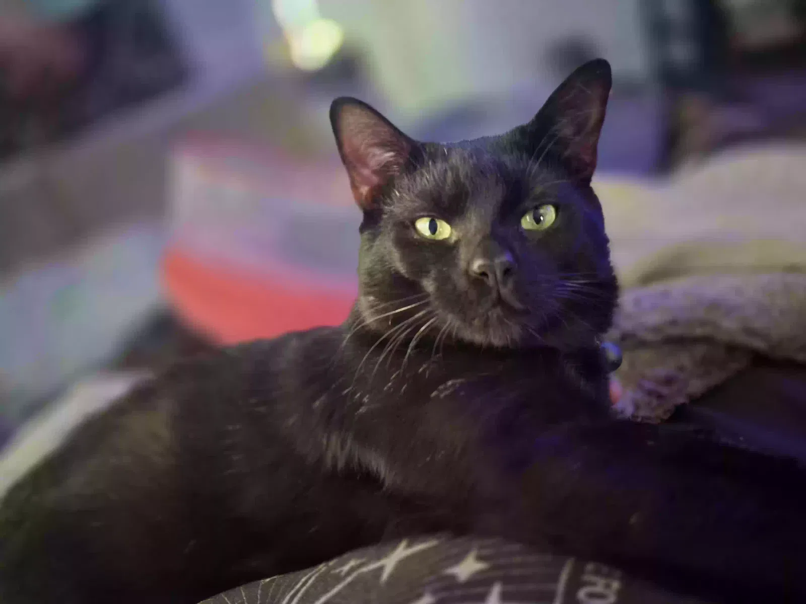 Lost cat in Jacksonville, FL, 32221