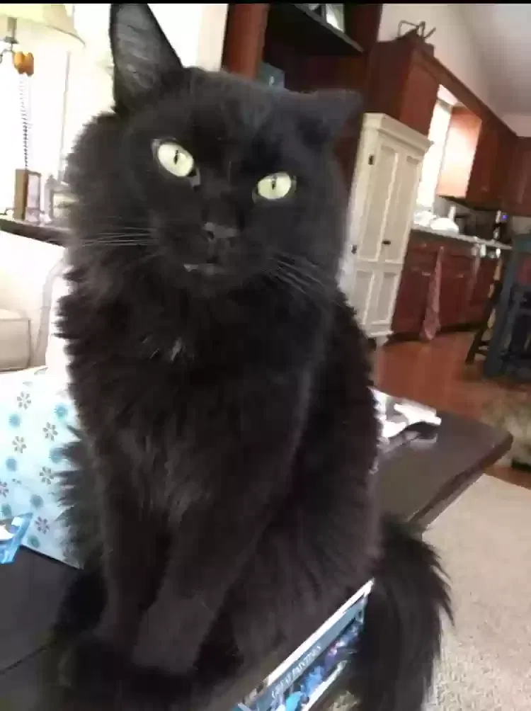 Lost cat in Winston Salem, NC, 27105