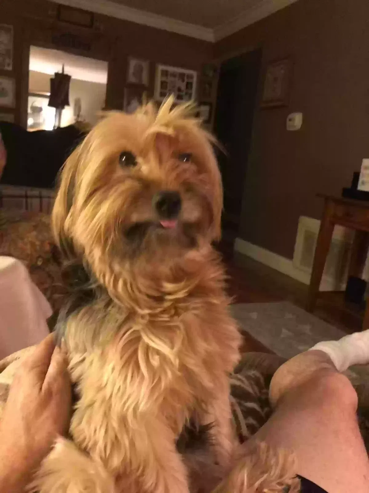 Lost dog in Flint, MI, 48507
