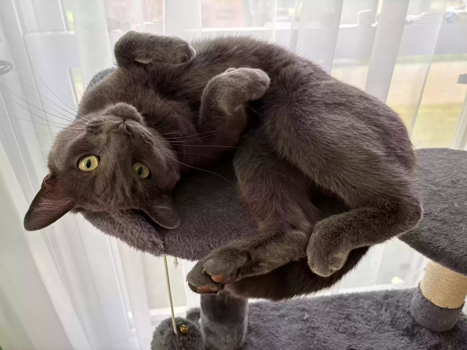 Lost cat in Massillon, OH, 44646