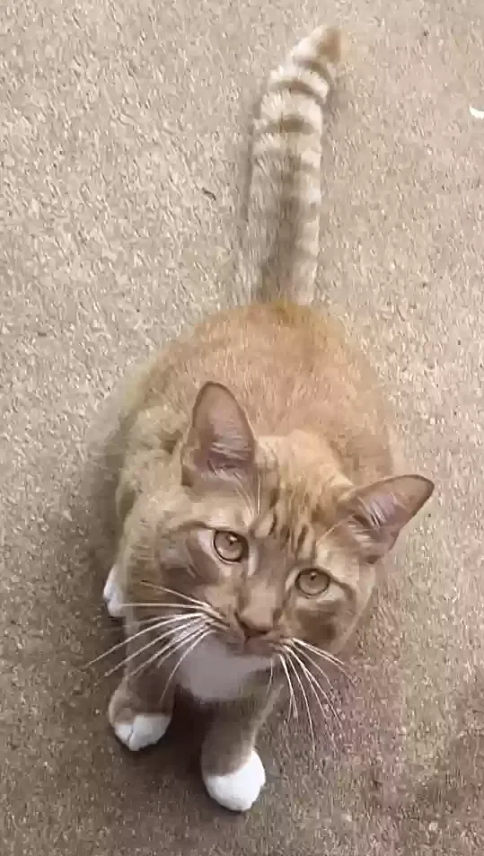 Lost cat in Mcdonough, GA, 30252