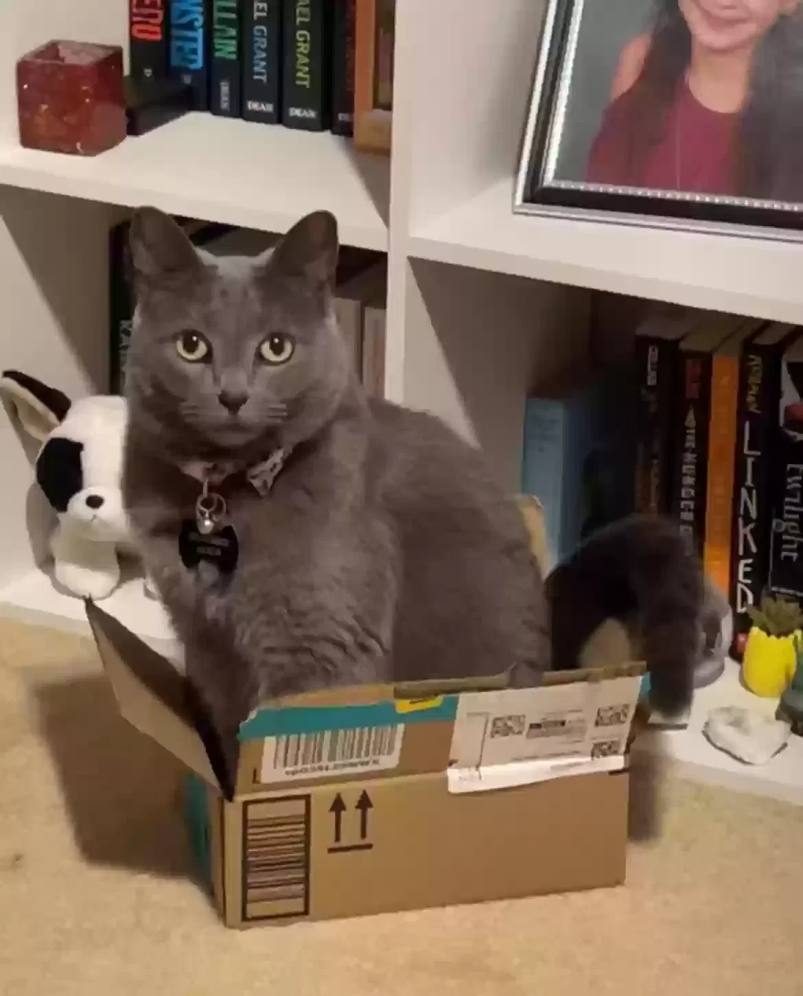 Lost cat in Charlotte, NC, 28273