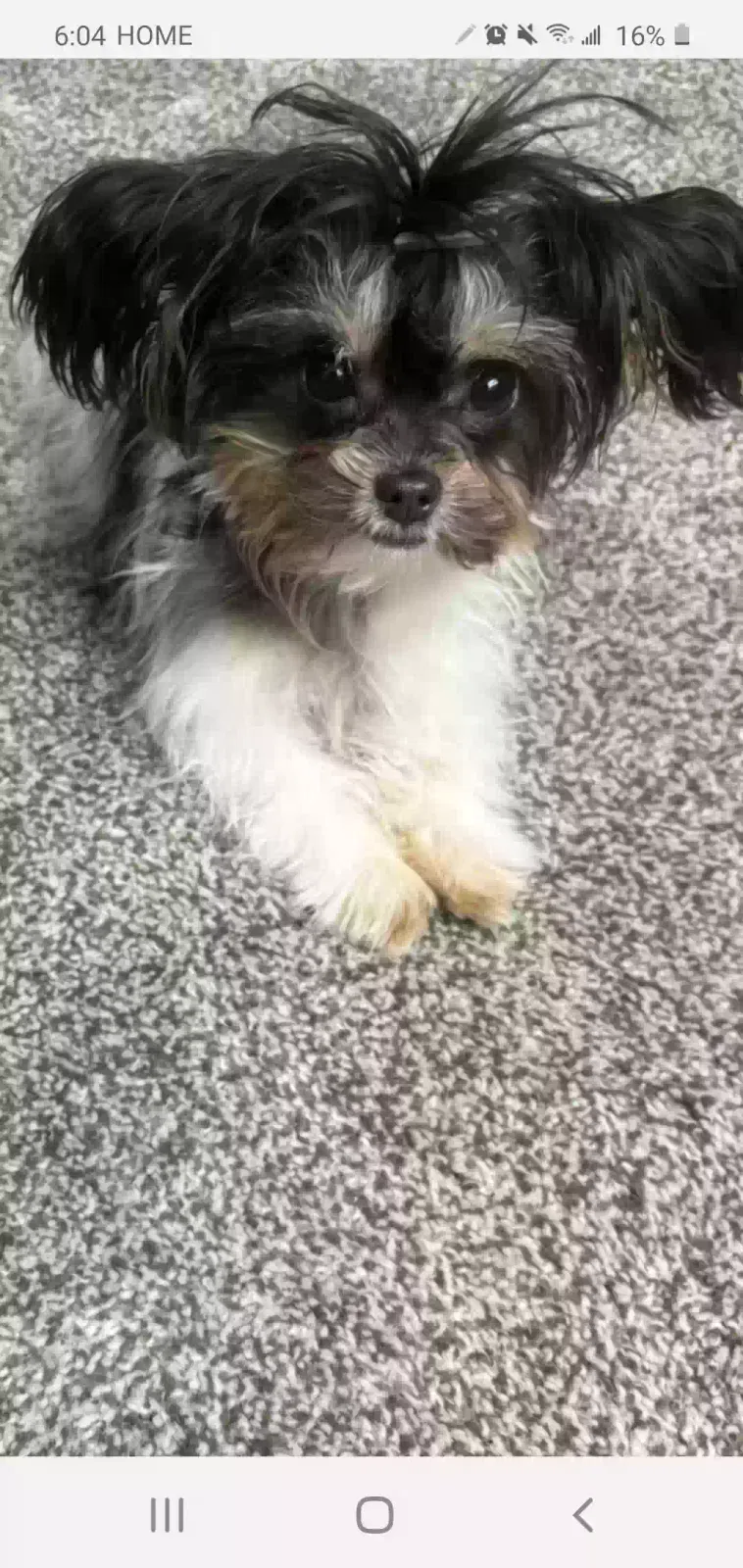 Lost dog in Lancaster, CA, 93535