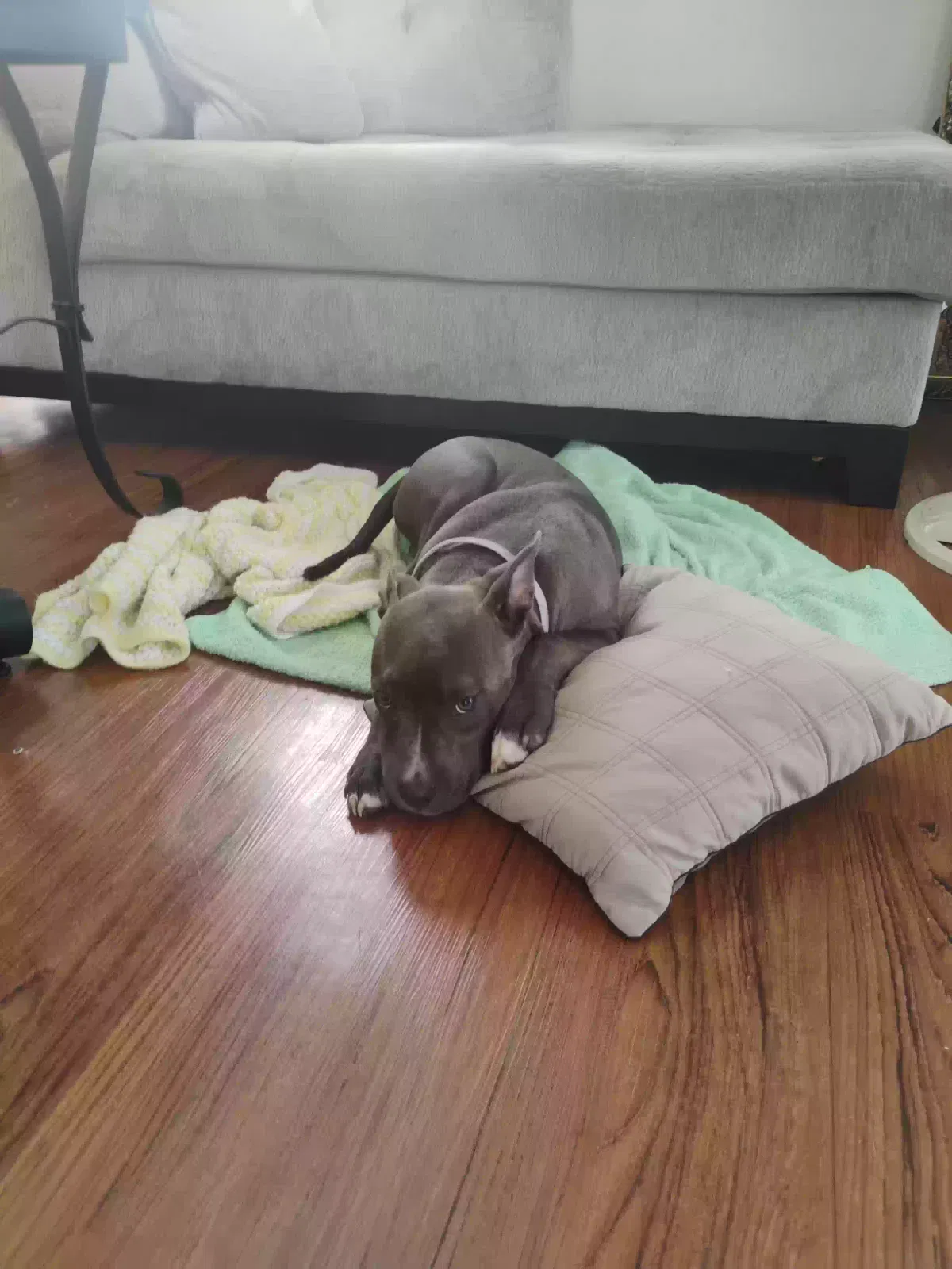 Lost dog in Killeen, TX, 76543