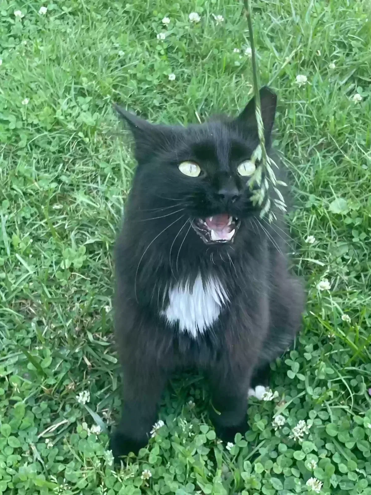 Lost cat in Indianapolis, IN, 46222