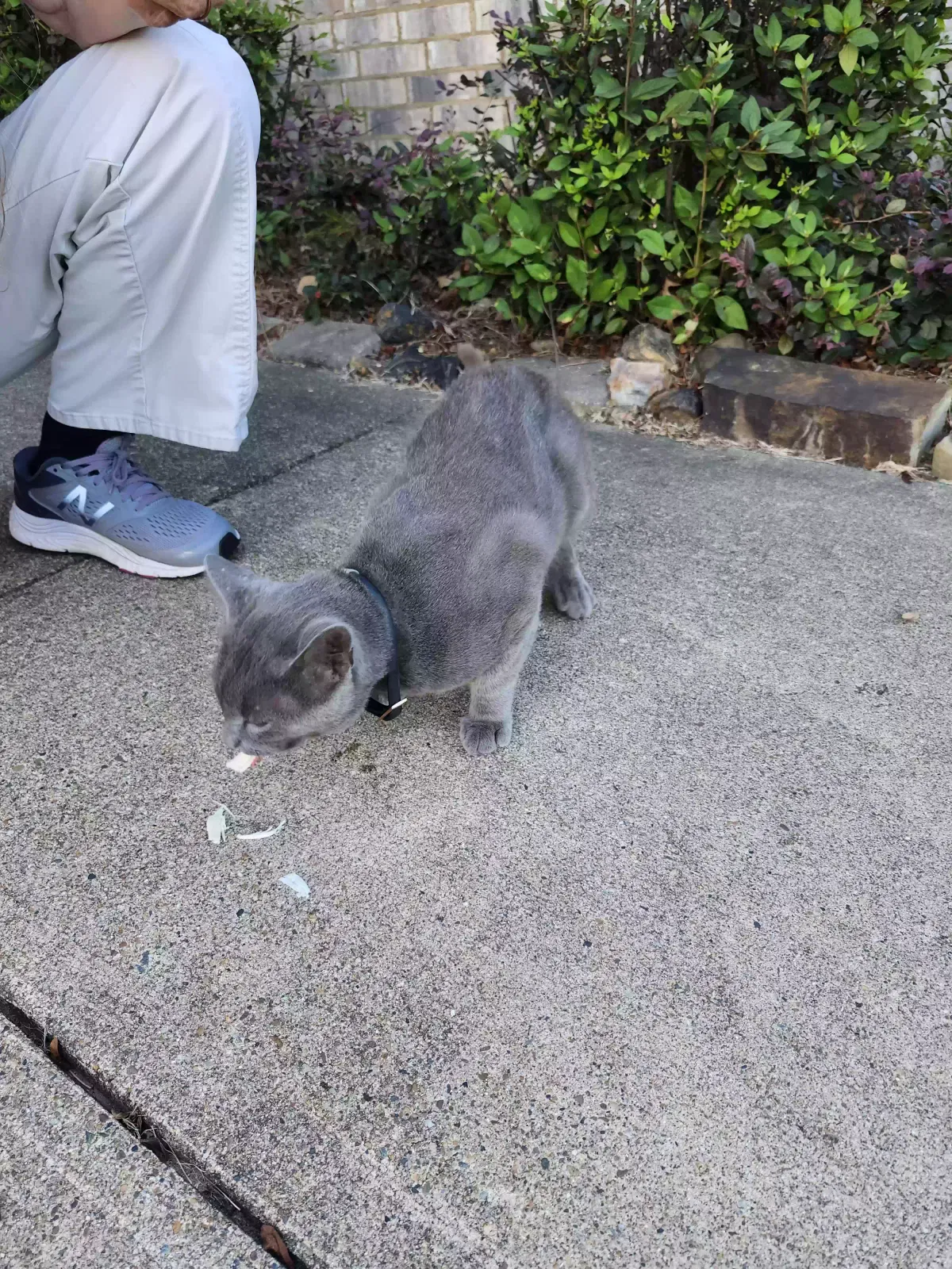 Found cat in Hot Springs National Park, AR, 71913