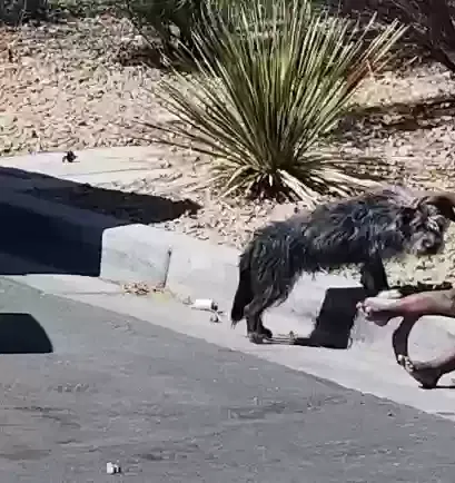 Lost dog in Las Vegas, NV, 89166