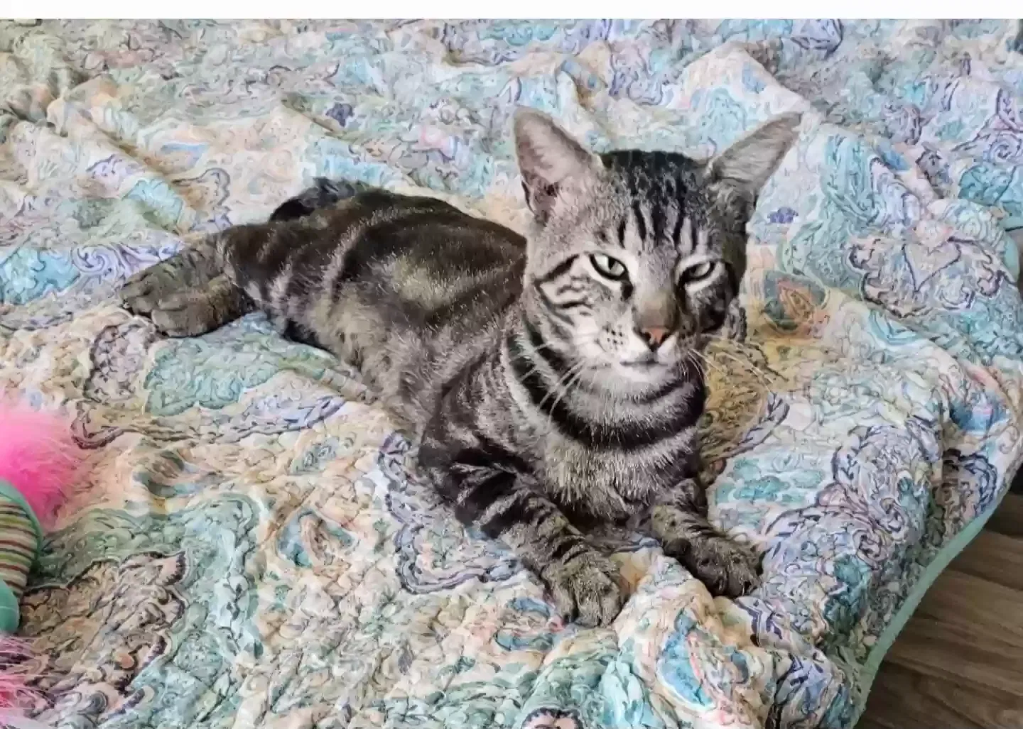 Lost cat in Aurora, CO, 80018