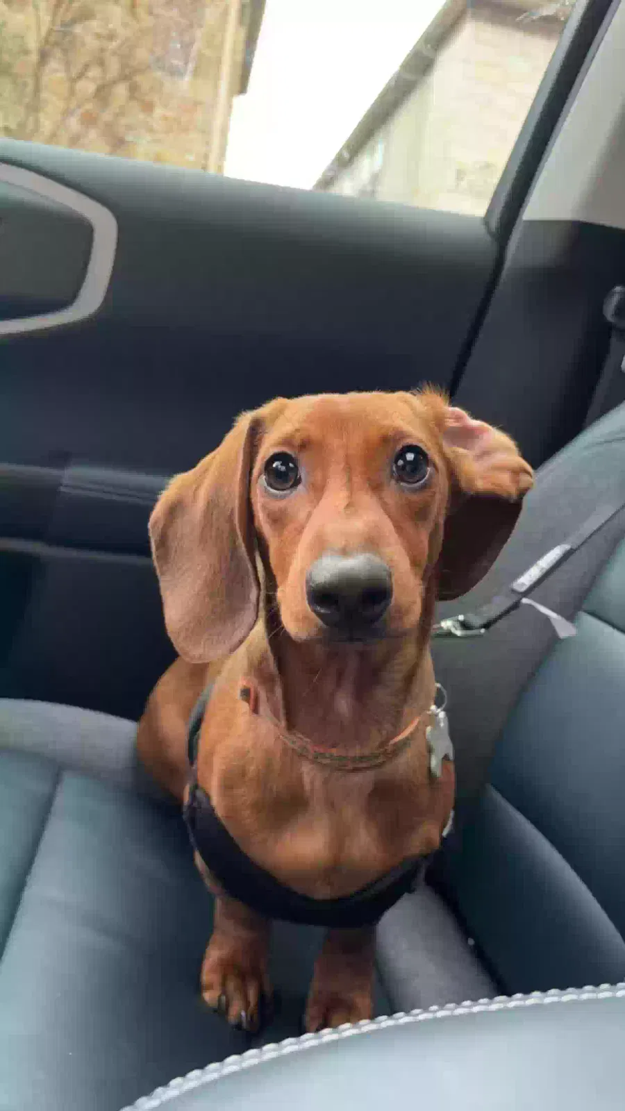 Lost dog in Dallas, TX, 75229