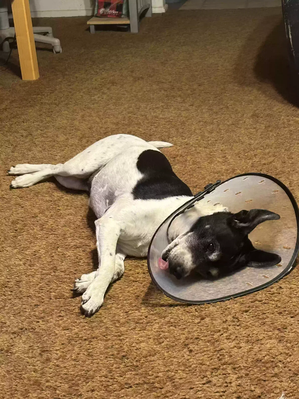 Lost dog in Lubbock, TX, 79423