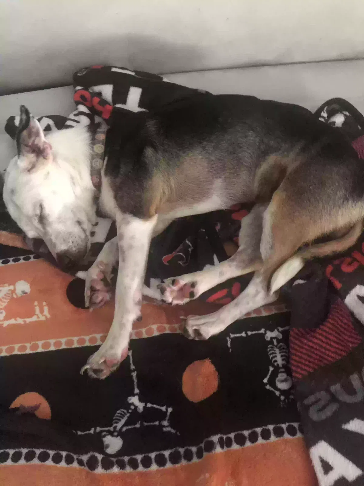 Lost dog in Houston, TX, 77053