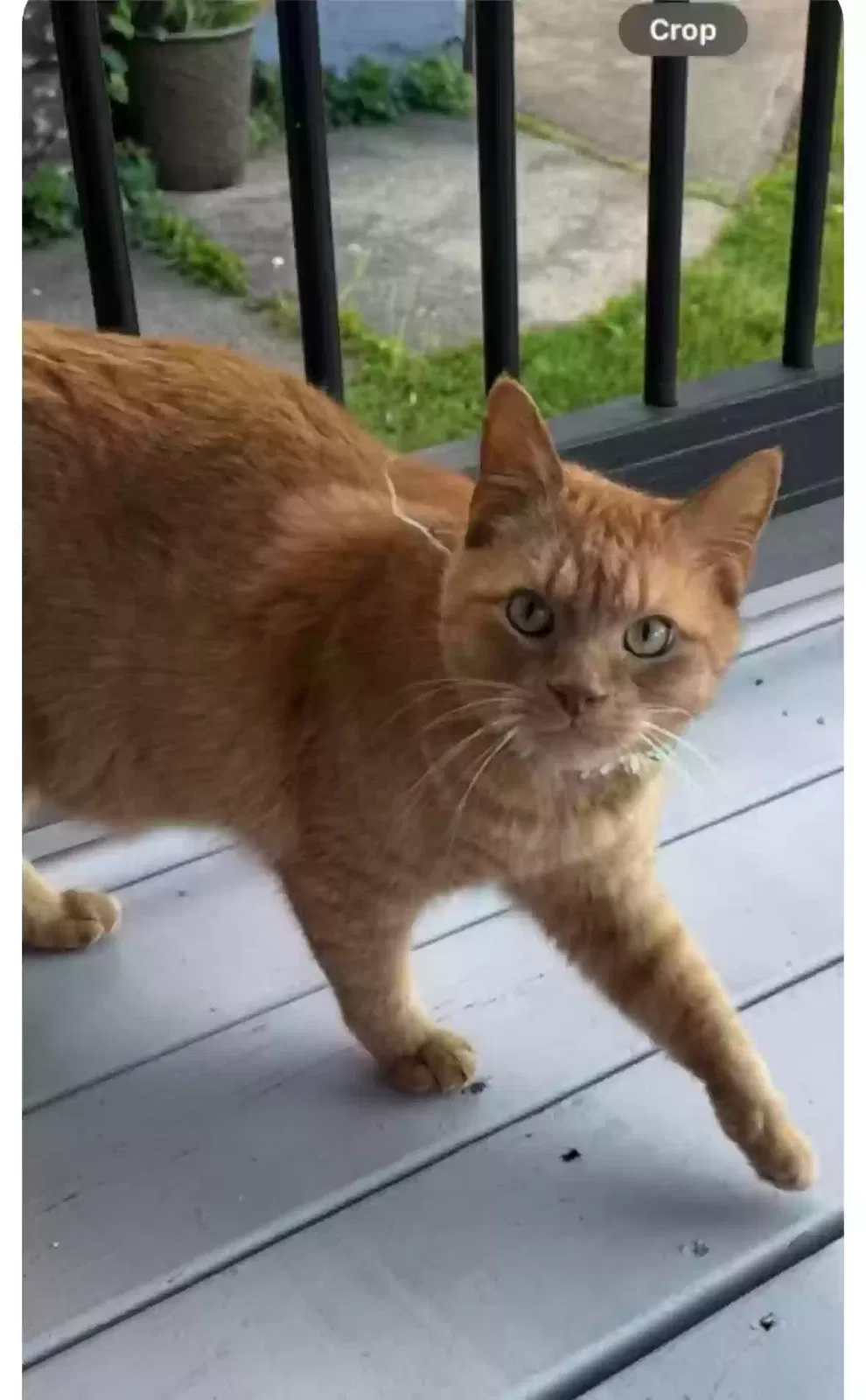 Lost cat in Cincinnati, OH, 45212