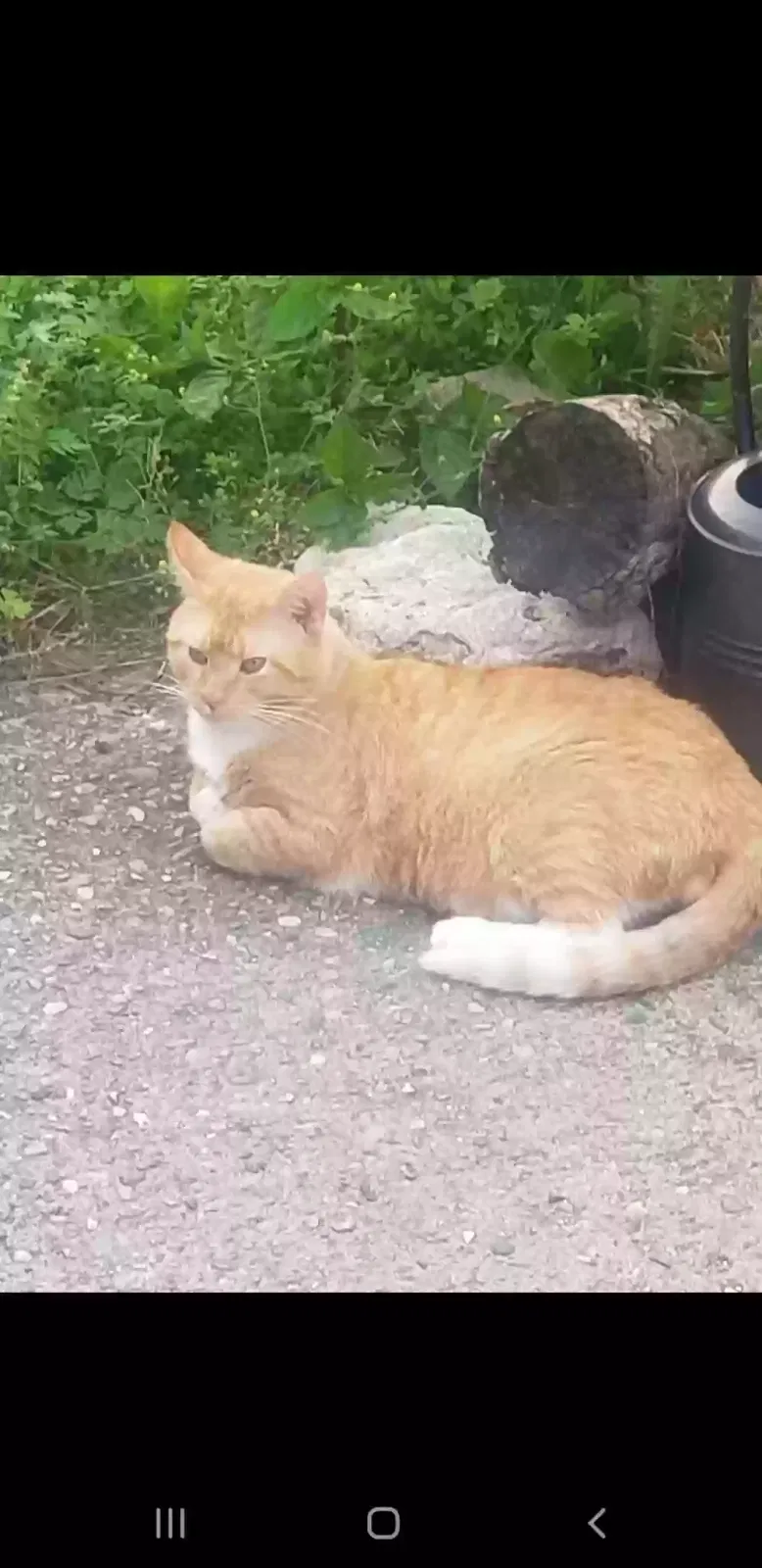 Lost cat in Cincinnati, OH, 45247