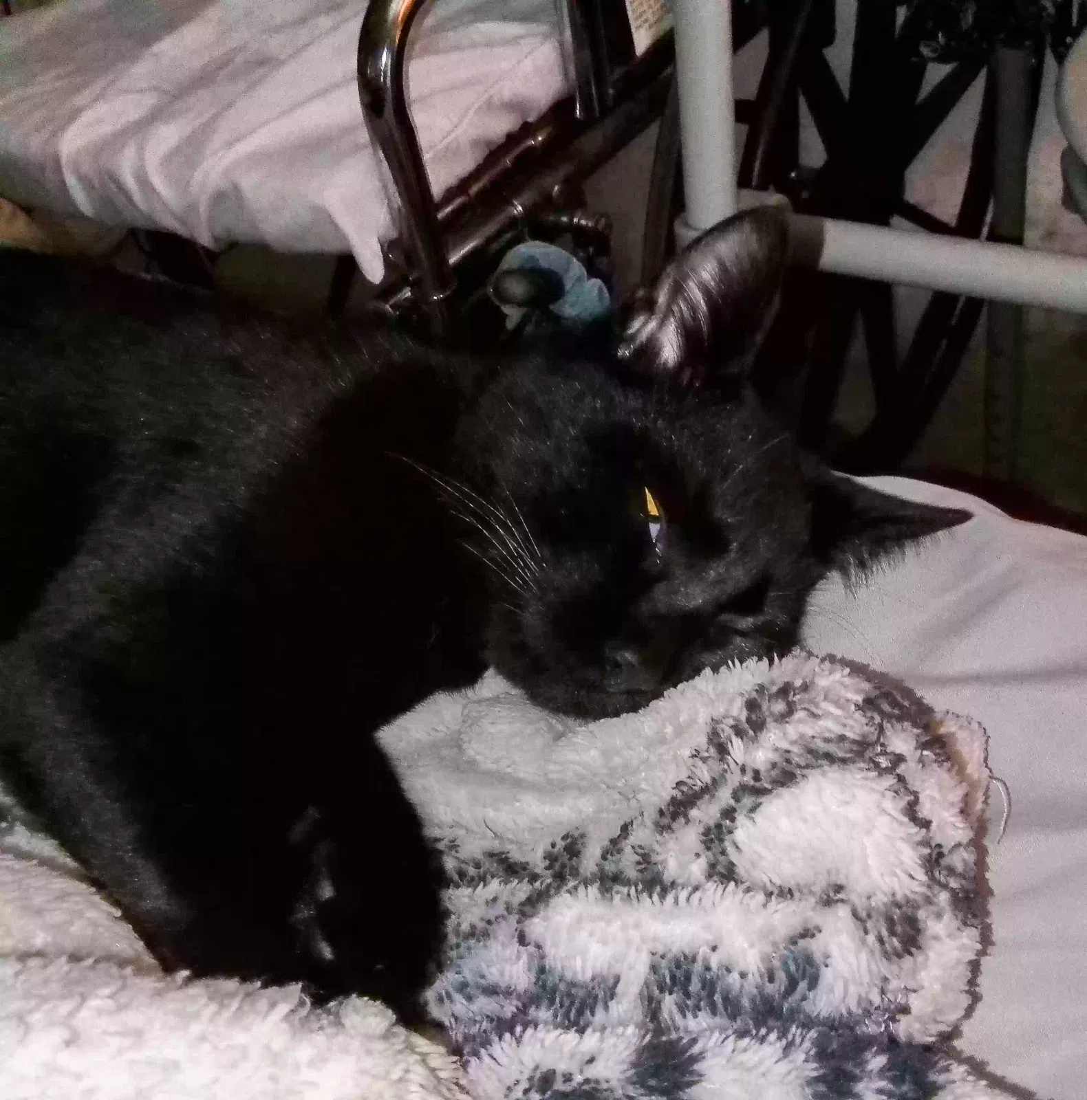 Lost cat in Dade City, FL, 33525