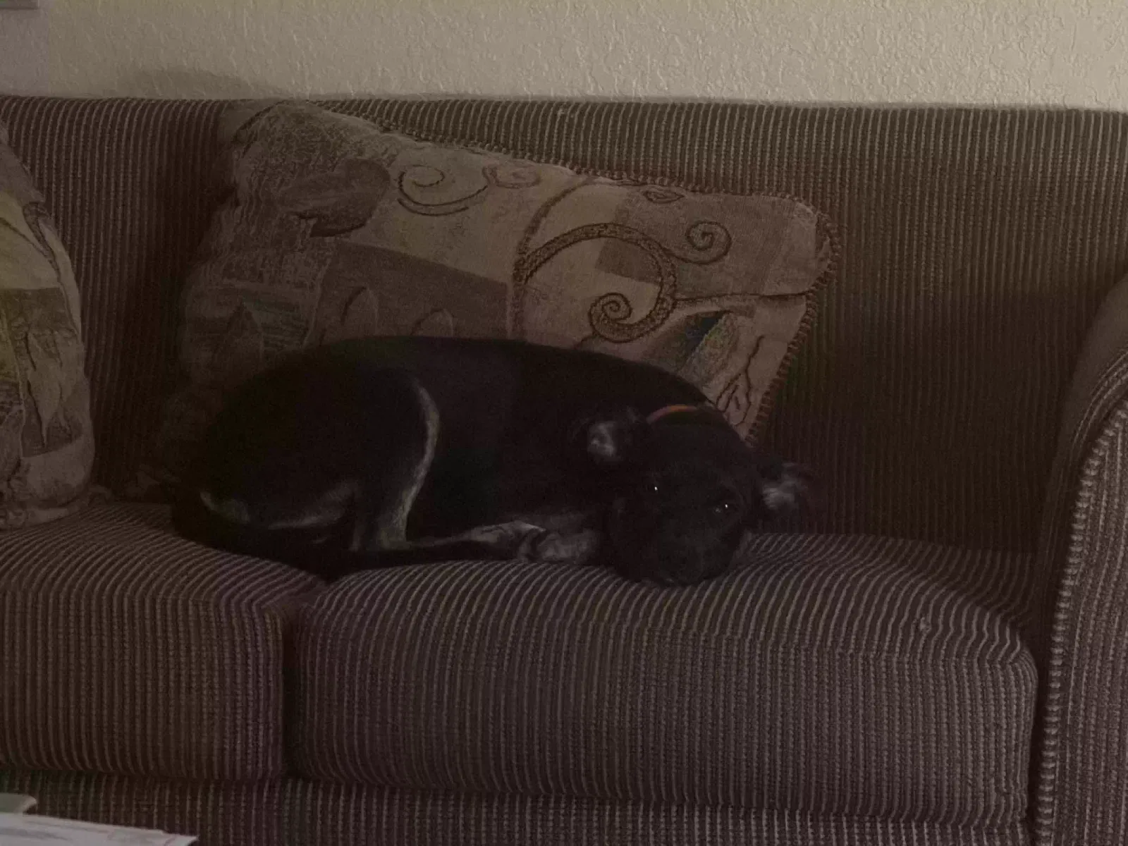 Found dog in Modesto, CA, 95354
