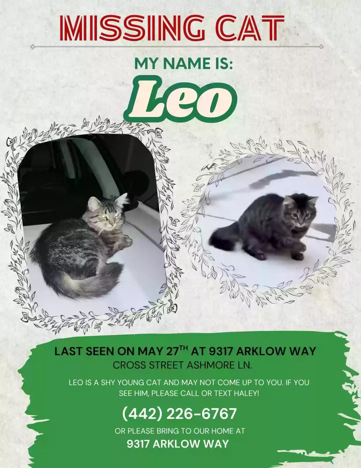 Lost cat in Colorado Springs, CO, 80927