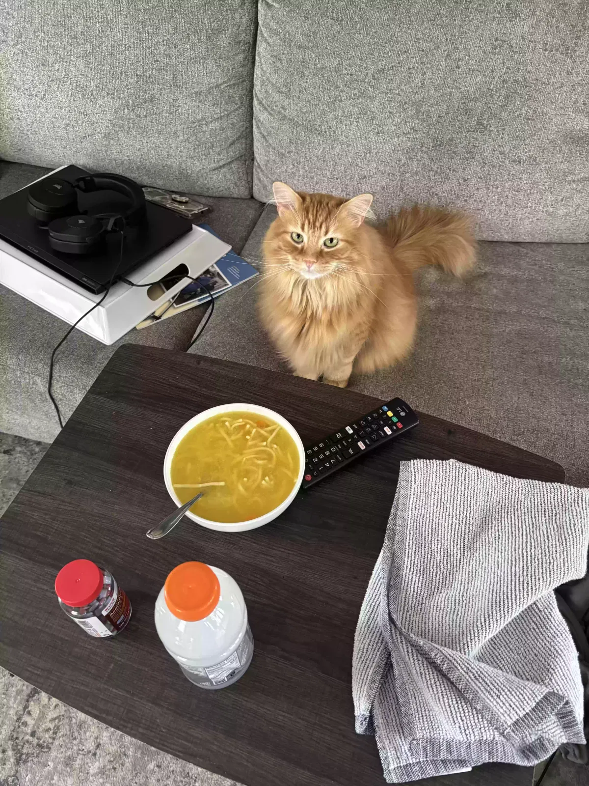 Lost cat in Cincinnati, OH, 45215