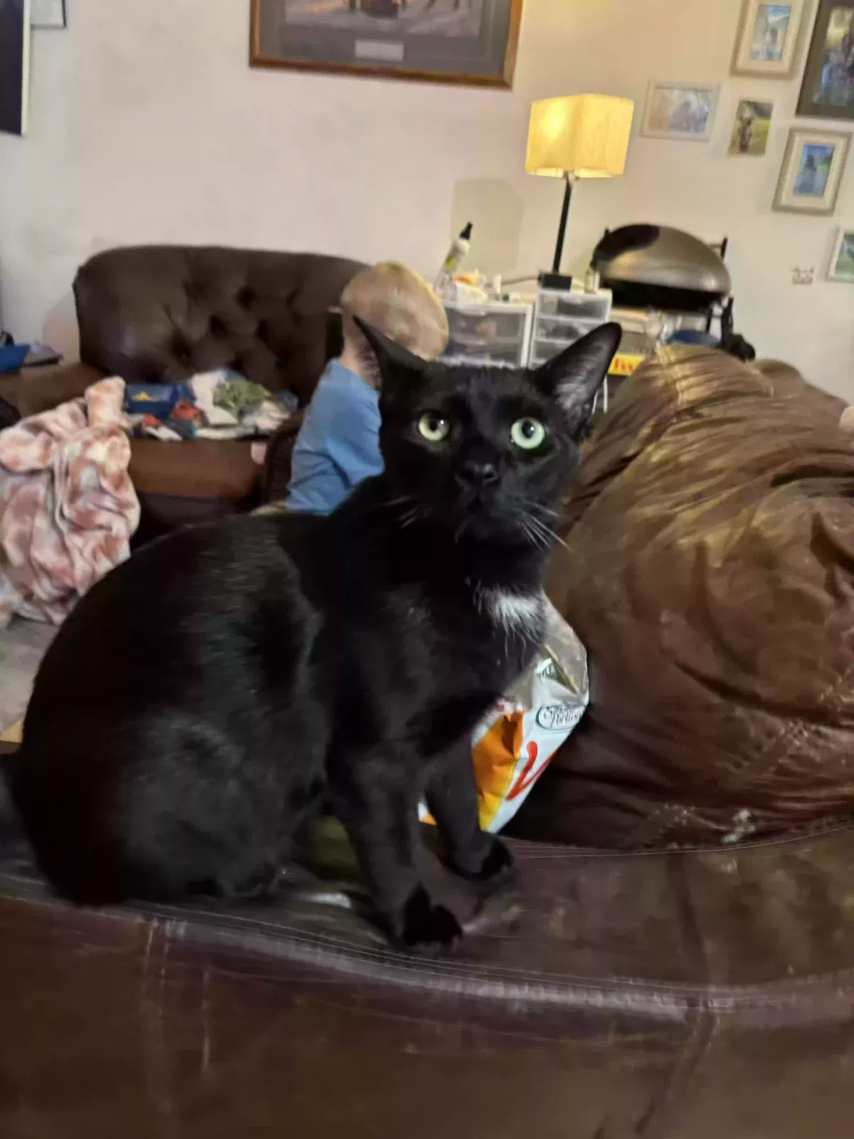Lost cat in North Las Vegas, NV, 89084