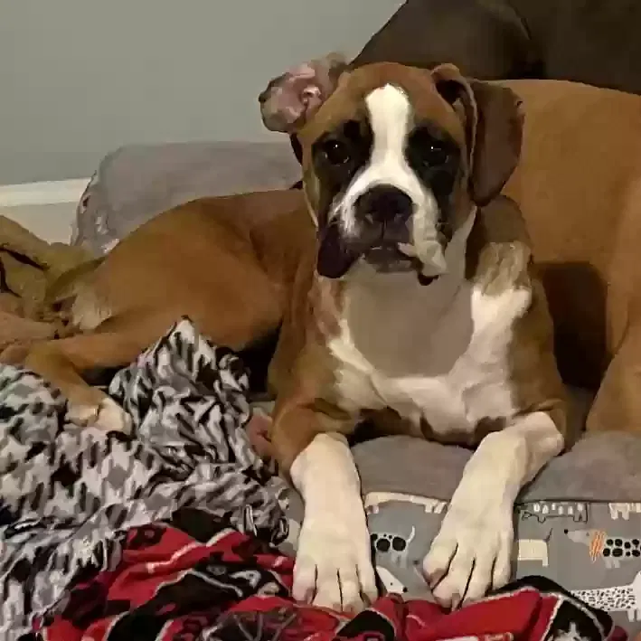 Lost dog in Bessemer, AL, 35020