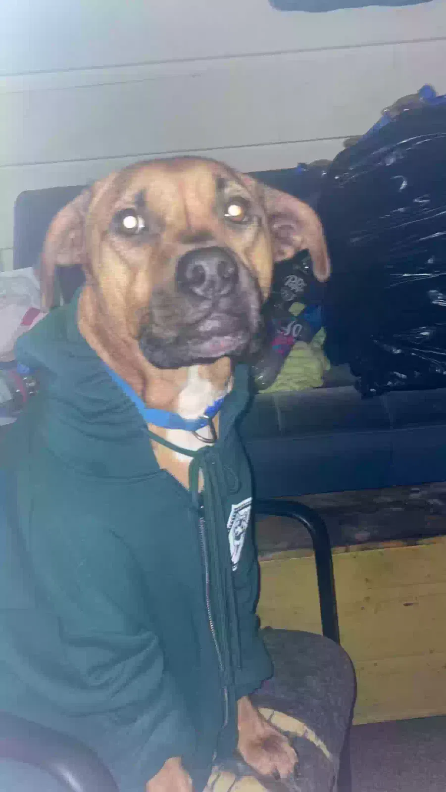 Lost dog in Kalamazoo, MI, 49009