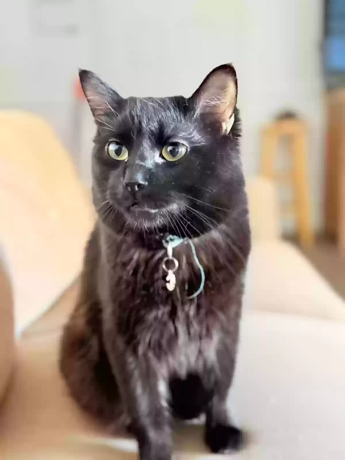 Lost cat in Las Vegas, NV, 89146