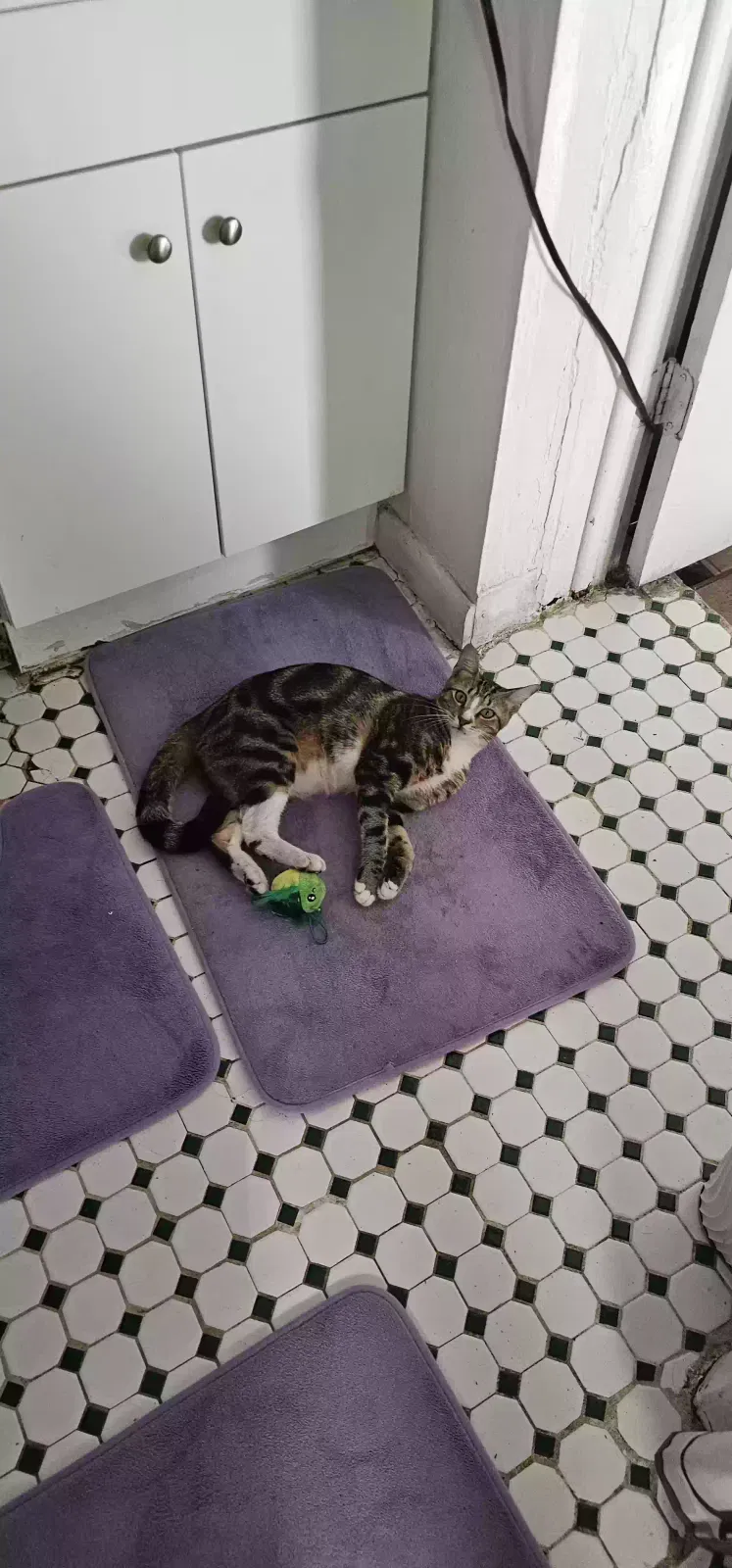 Lost cat in Hollywood, FL, 33023