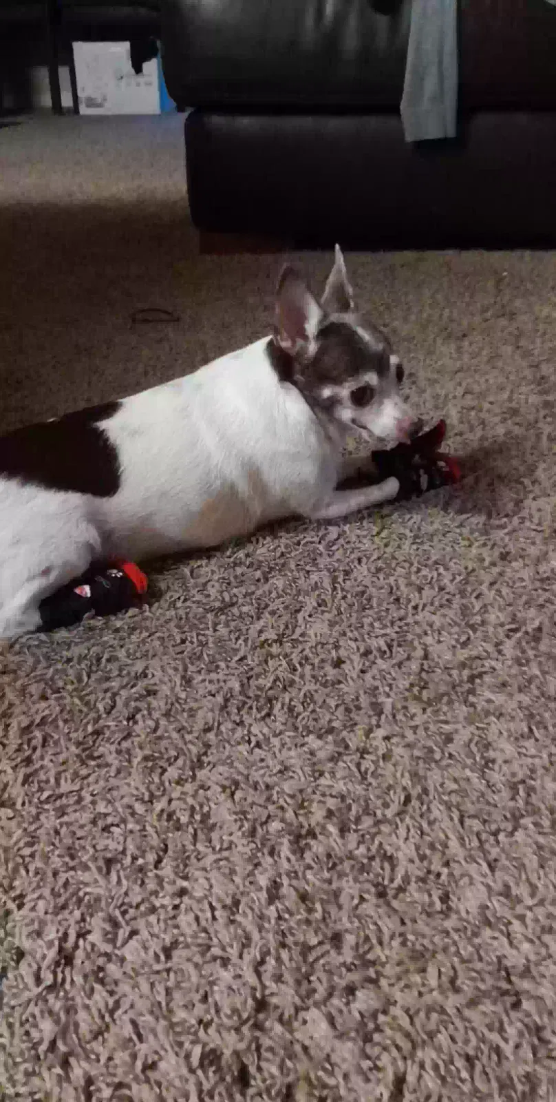 Lost dog in Nashville, TN, 37218
