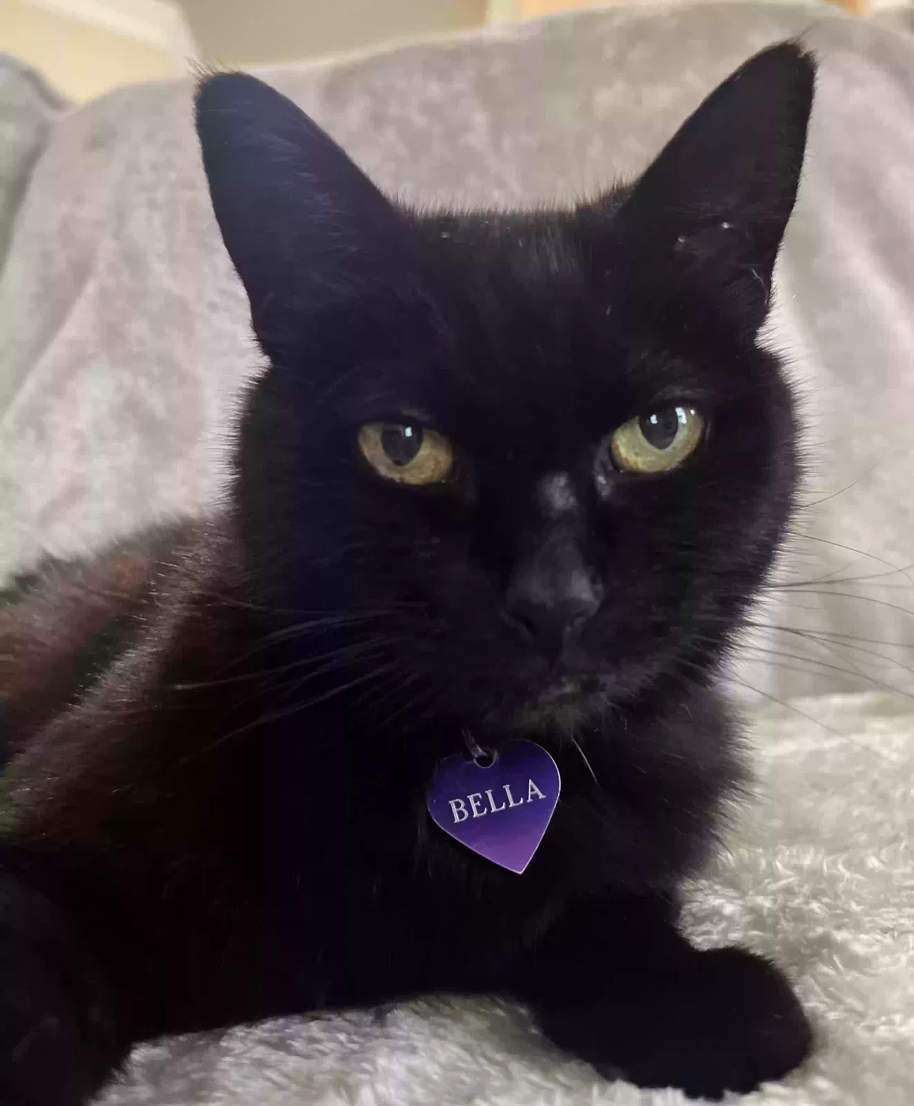 Lost cat in Athens, AL, 35613