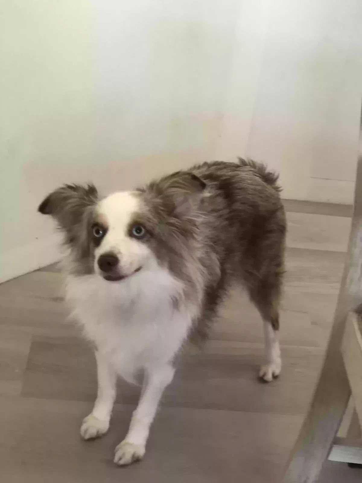 Lost dog in Pottstown, PA, 19464