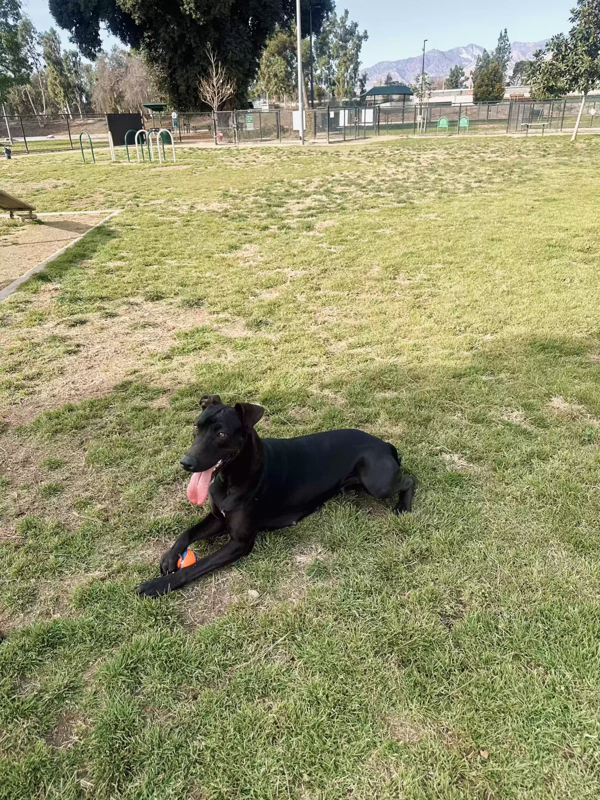 Lost dog in South El Monte, CA, 91733