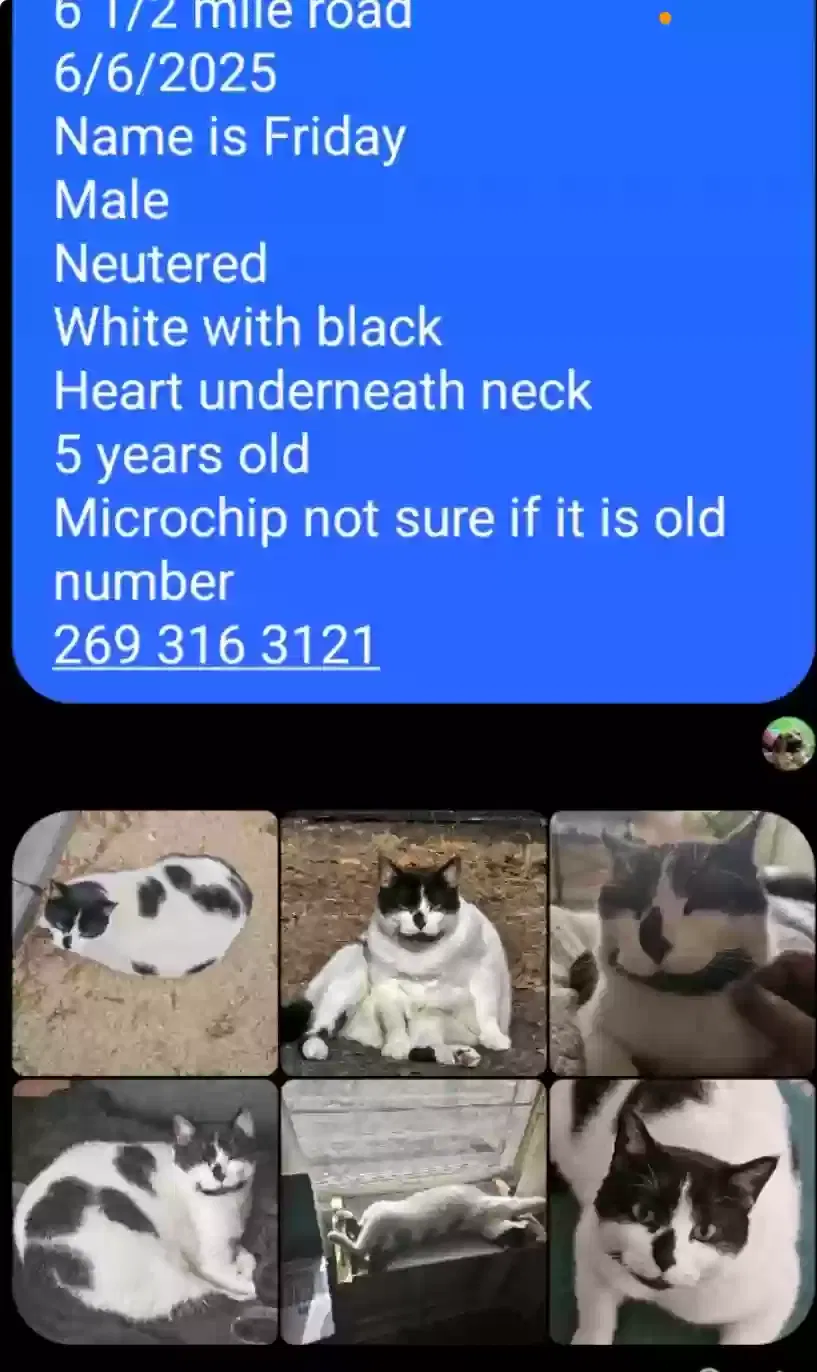 Lost cat in Battle Creek, MI, 49014