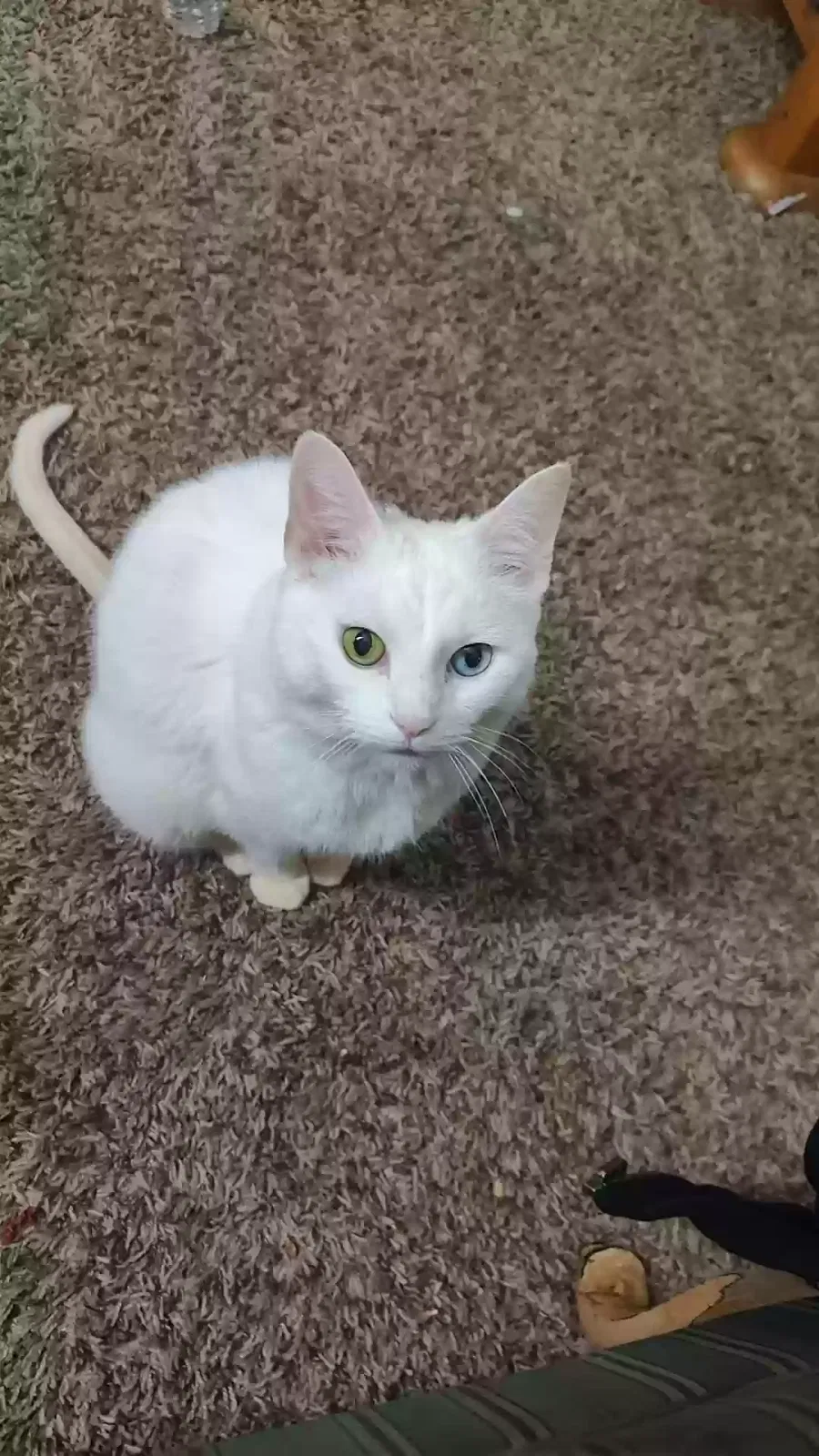 Lost cat in University Place, WA, 98467