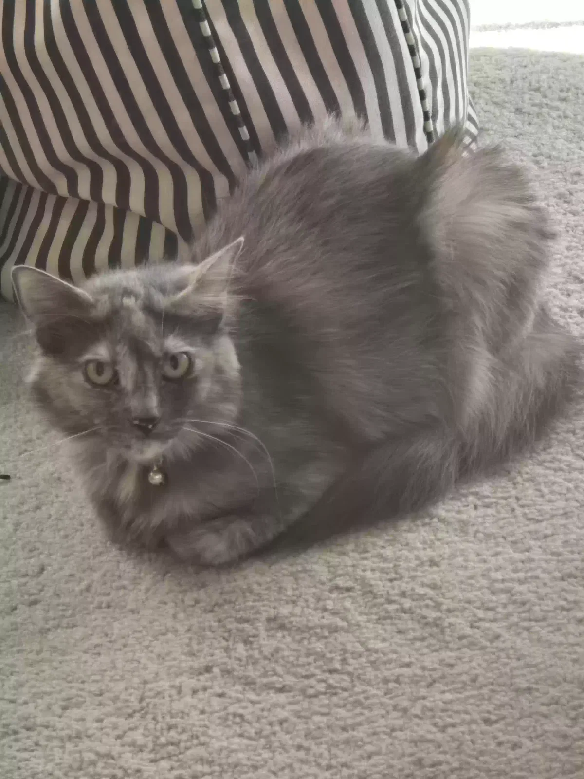 Found cat in Granite Bay, CA, 95746