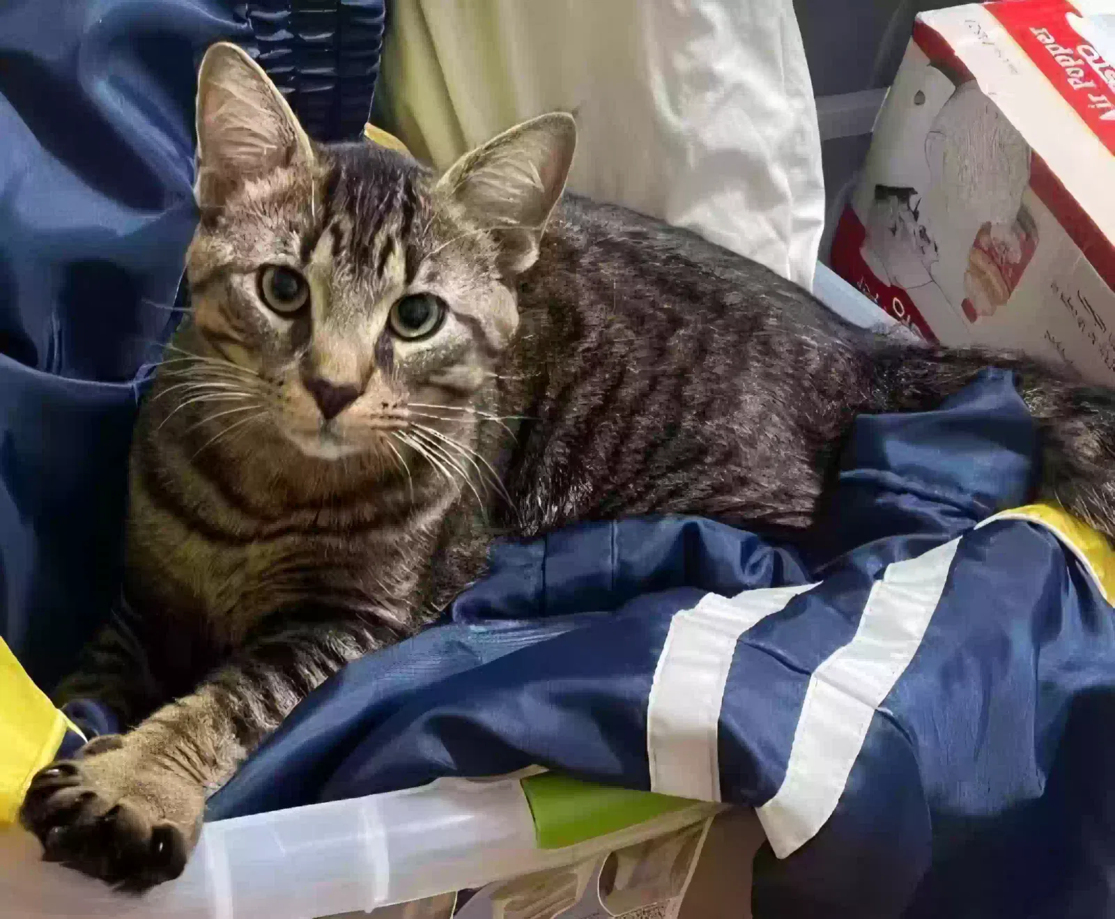 Lost cat in Dearborn, MI, 48126