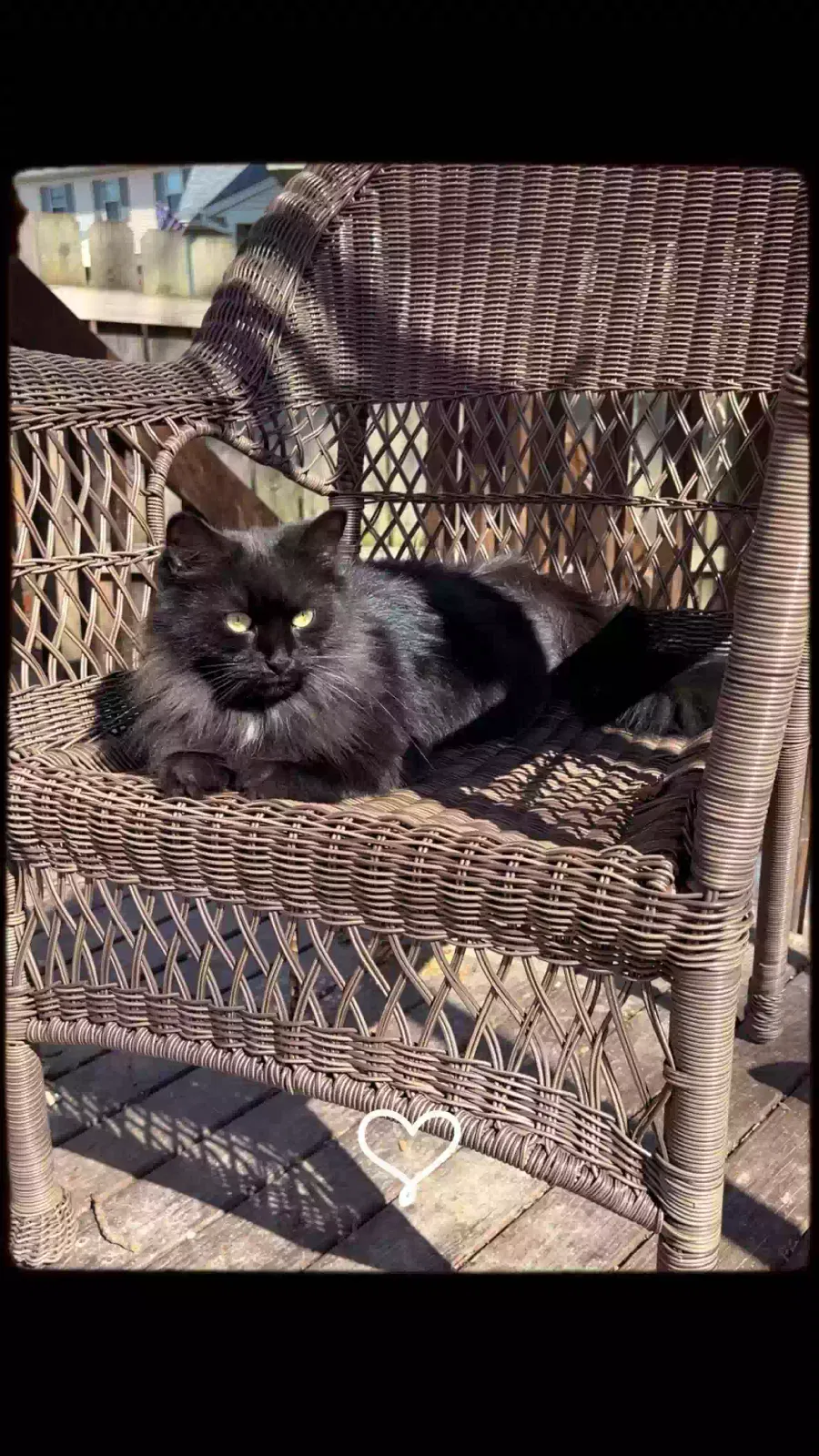 Lost cat in Cincinnati, OH, 45231