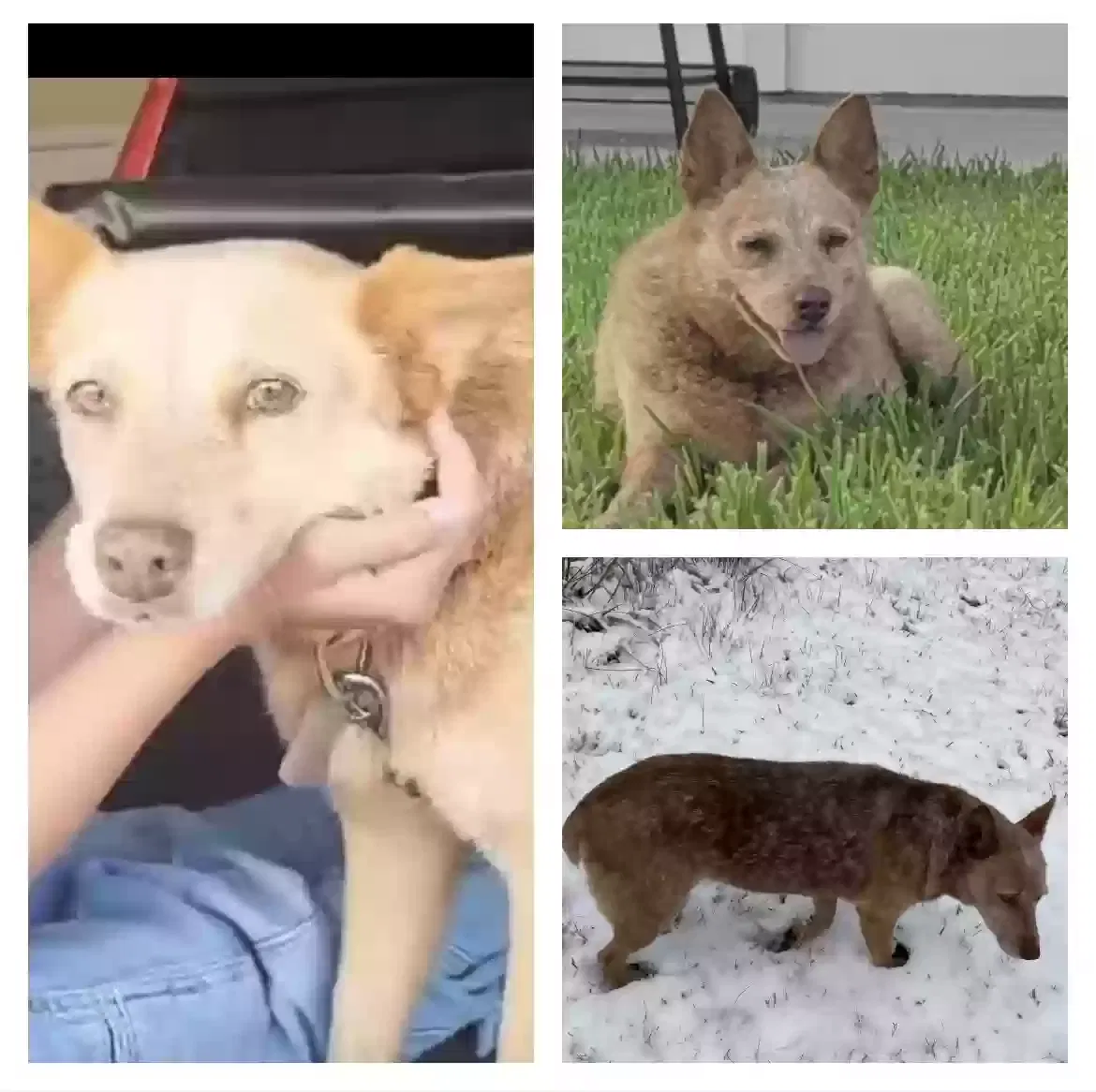 Lost dog in Kaufman, TX, 75142