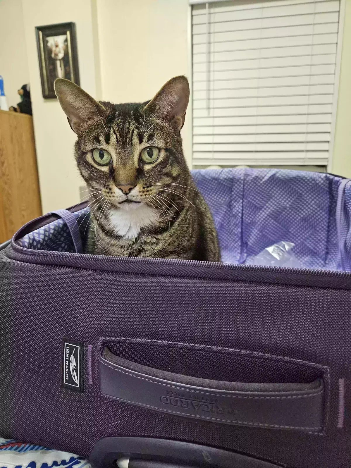 Lost cat in Casselberry, FL, 32730
