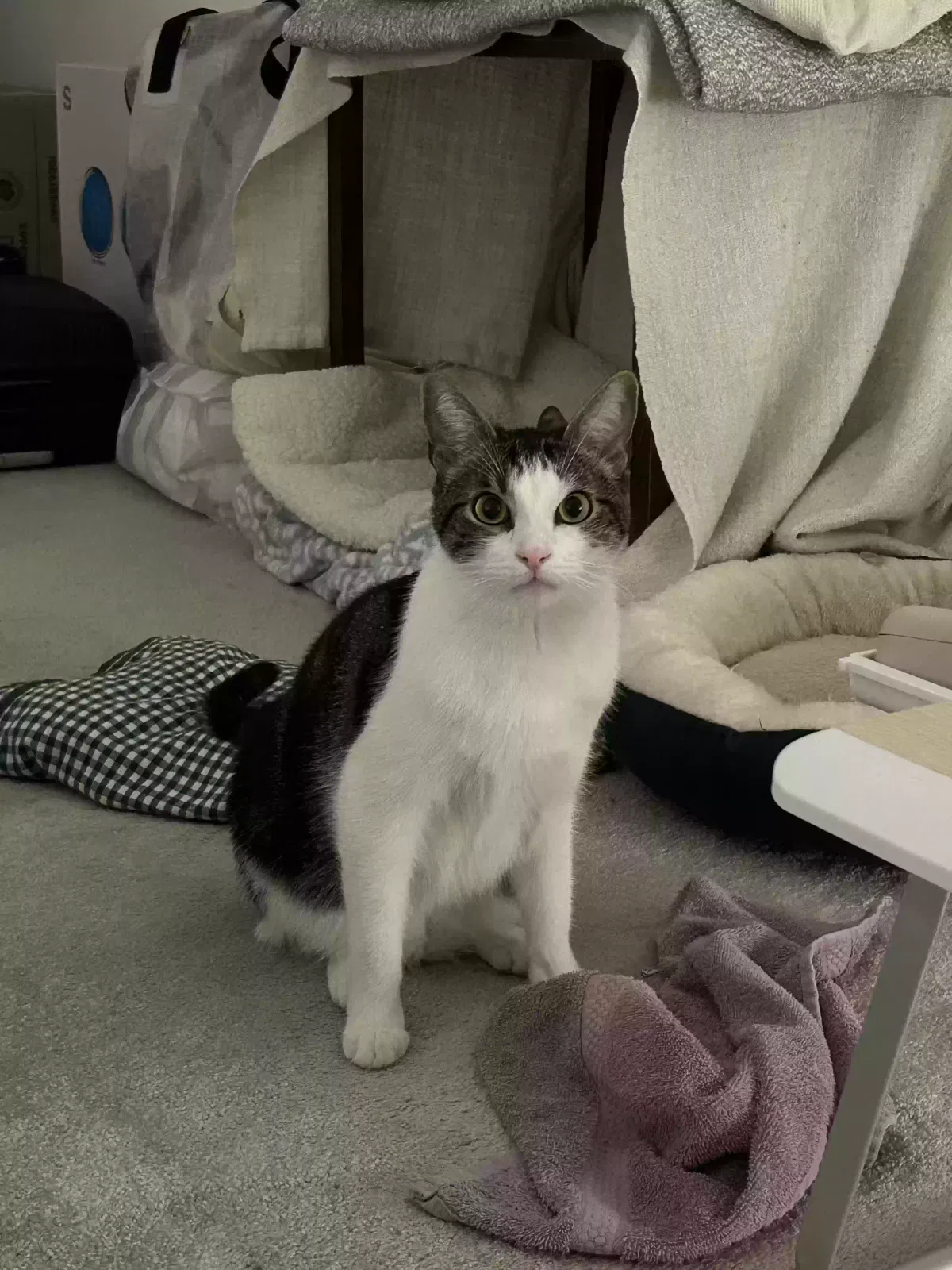 Lost cat in Hacienda Heights, CA, 91745