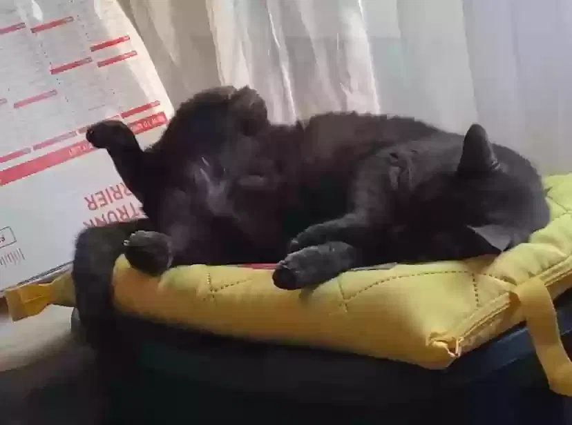 Lost cat in Oklahoma City, OK, 73112