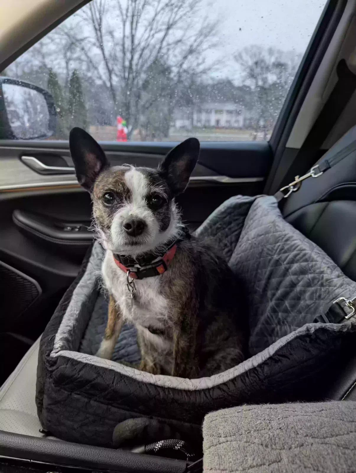 Lost dog in Little Rock, AR, 72212